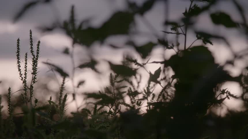 The grass is in the shade at sunset