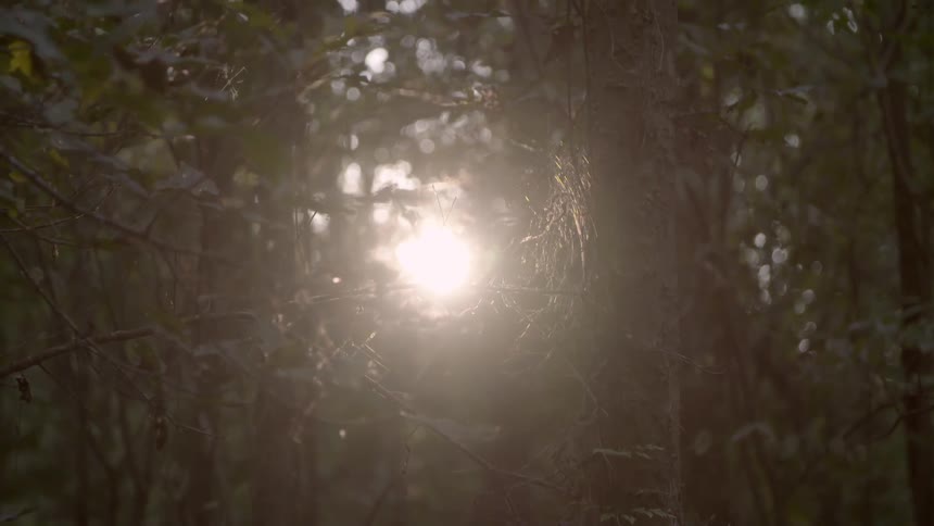 The sun is being filmed through some dense trees