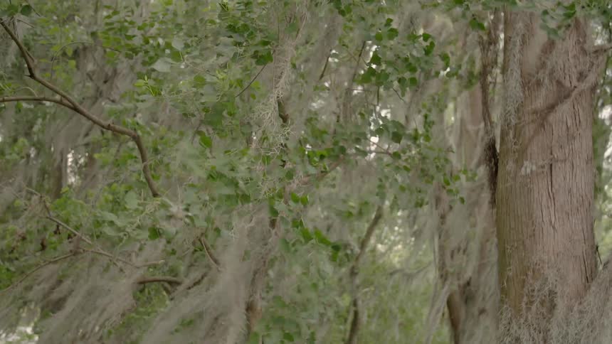 The wind is blowing the long branches