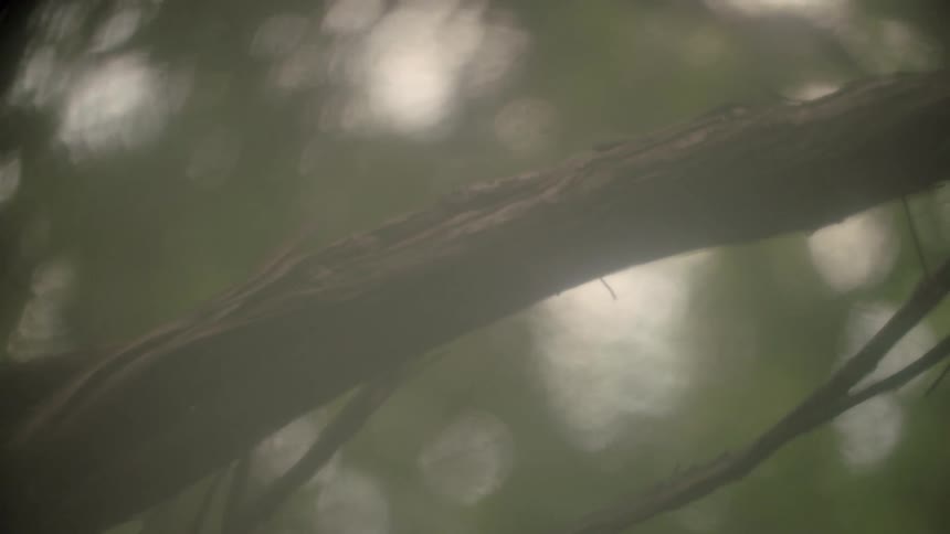 A long twisted branch snakes up a tree in the woods