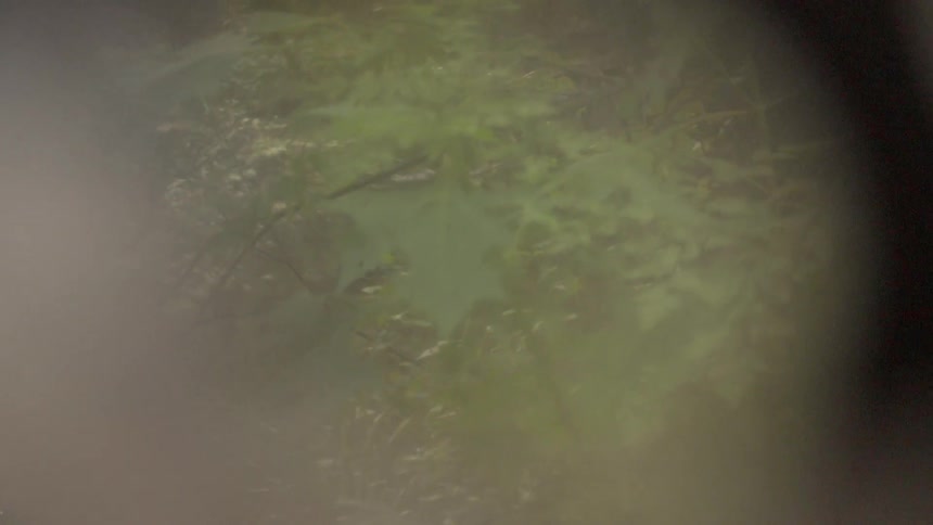 The forest is full with many trees and branches and some slight fog