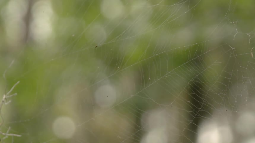 A spider web bristles in the breeze