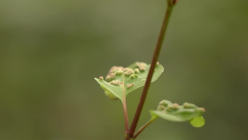 The leaf of this plant has many caterpillars growing on it