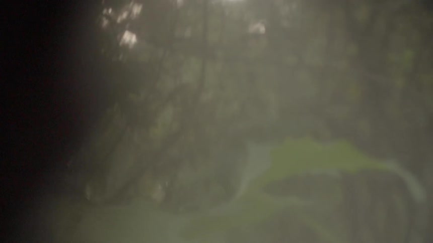 Green plants underwater