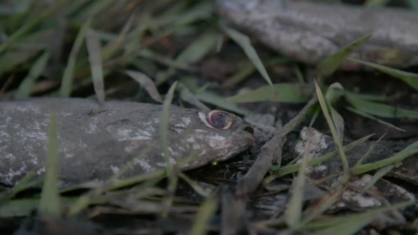 Dead fish on the ground with flies on it