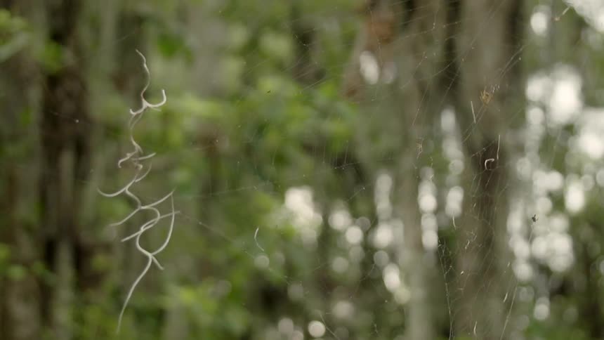 Tendrils from a plant are hanging suspended in a spider's web during the day
