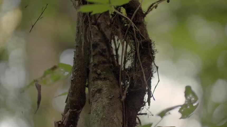 Leaves grow on a tree branch