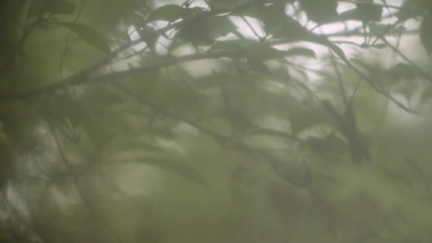 Leaves cover a tree branch