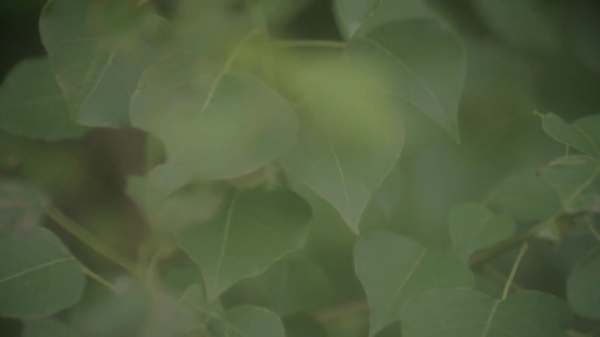 The leaves of the plant are blocking the forest