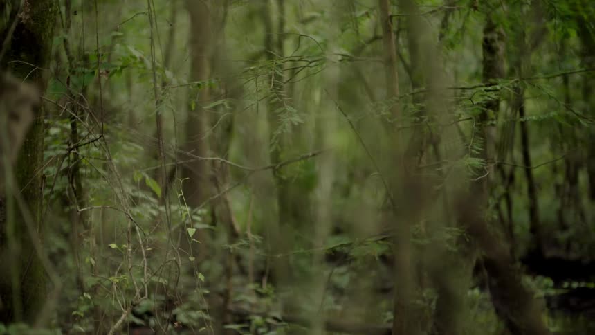 The woods are lush and full of tall grass