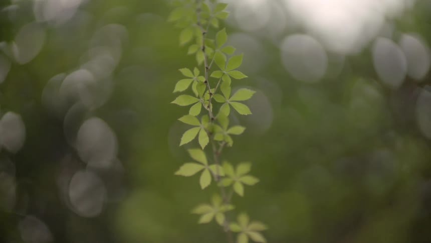 A long branch is hanging with small leaves