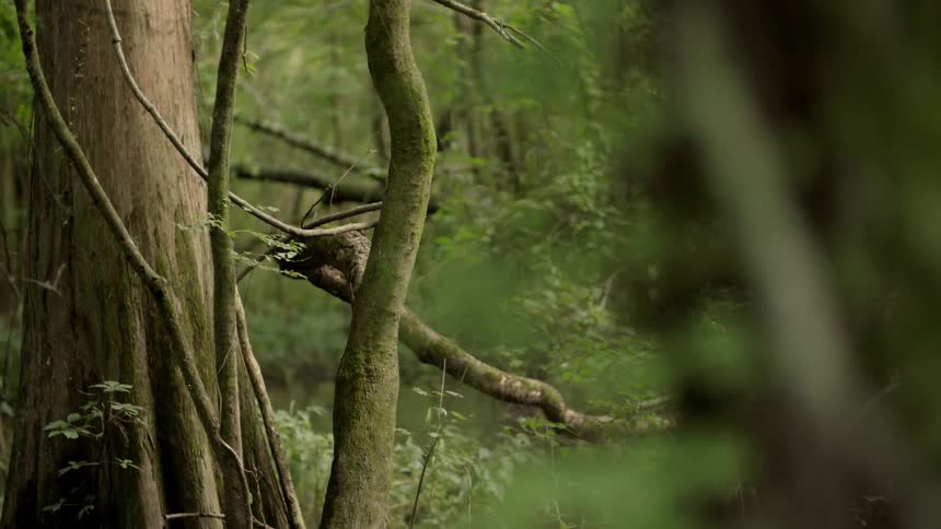 A very green and lush forest