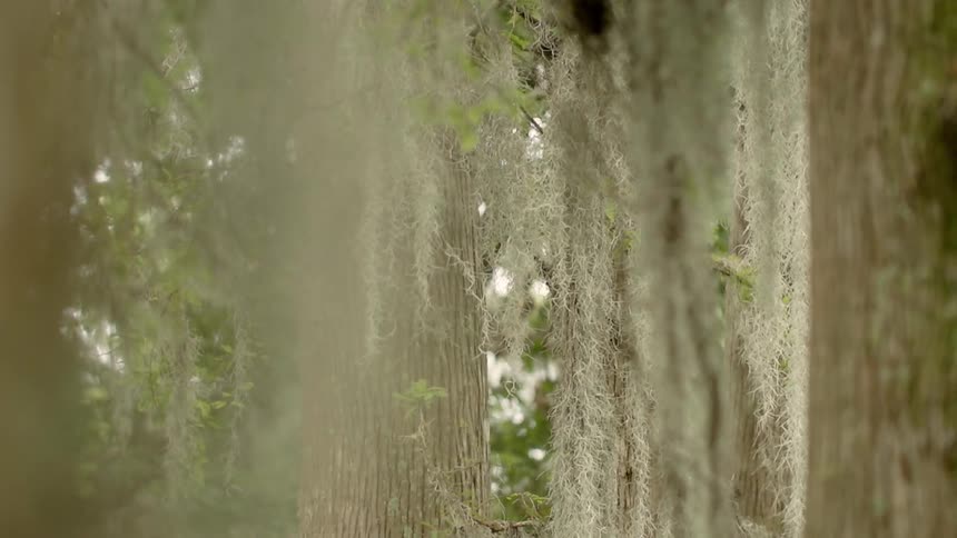 The trees have long mossy branches