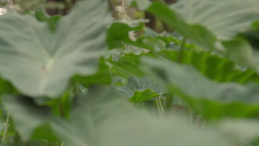 Large leaves grow on plants