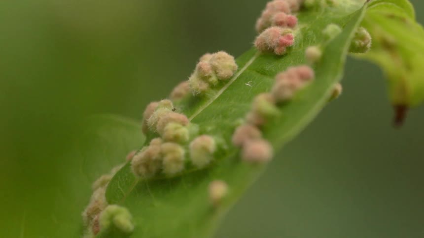 The leaf is covered with caterpillars