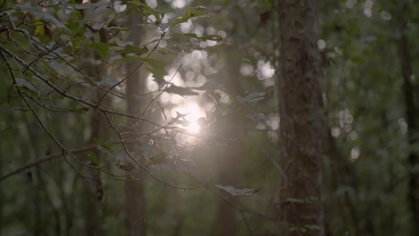The forest is full of many trees