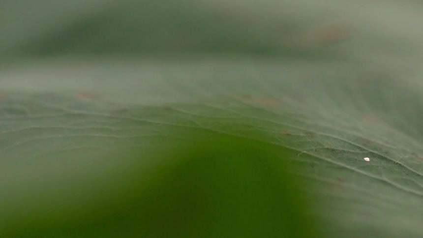 The veins of a live plant cover the leaf
