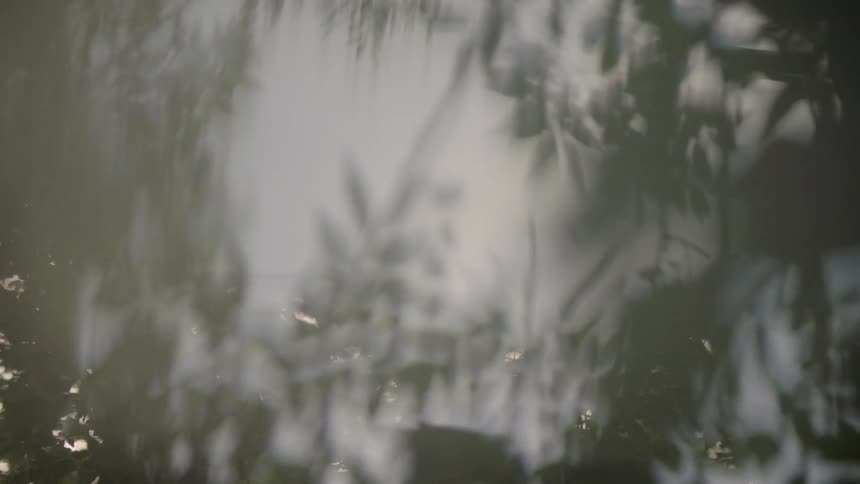 A reflection of a tree is shown in water