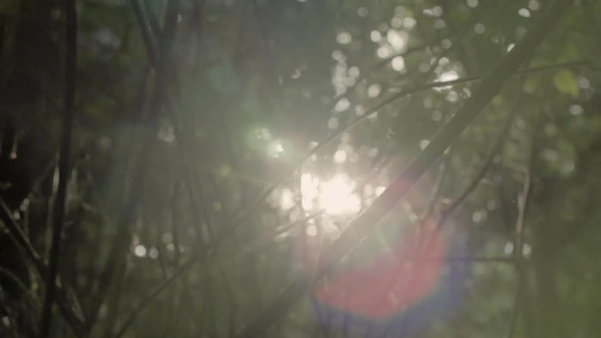 The forest is full of many branches just barely letting the sun in