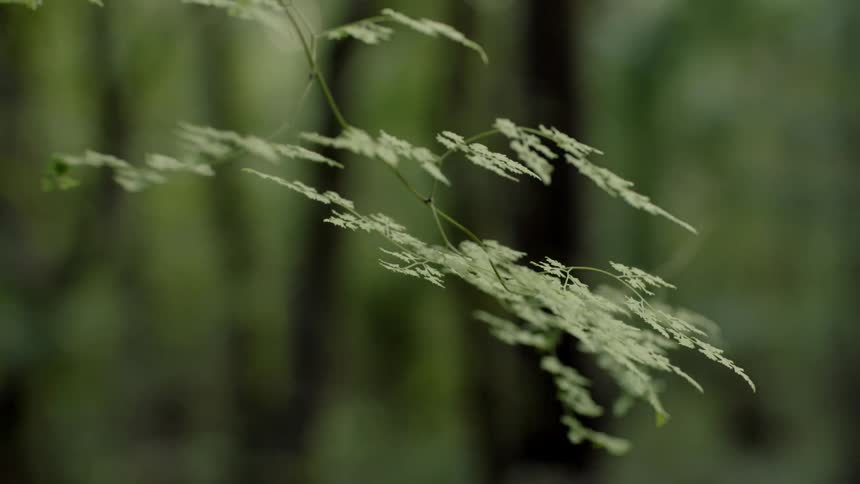 Leaves hang motionless on a tree branch in a forest during the day
