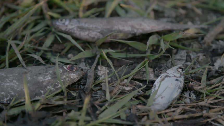 Dead fish on grass