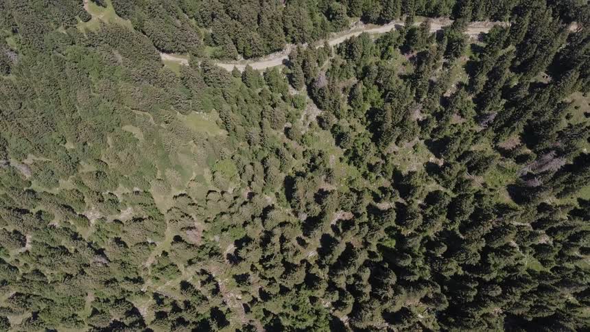 Flying over a pine tree forest