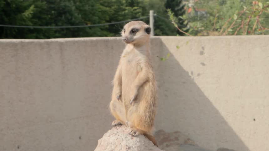 Meerkat Standing On Dirt Pile Looking Around