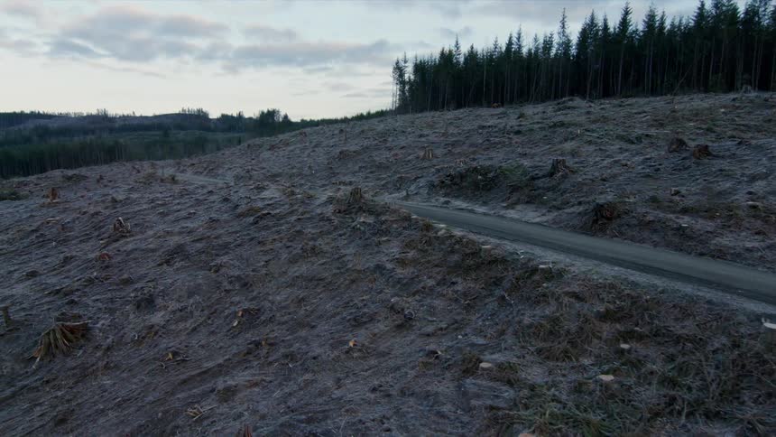 A road goes through a recently destroyed piece of forest