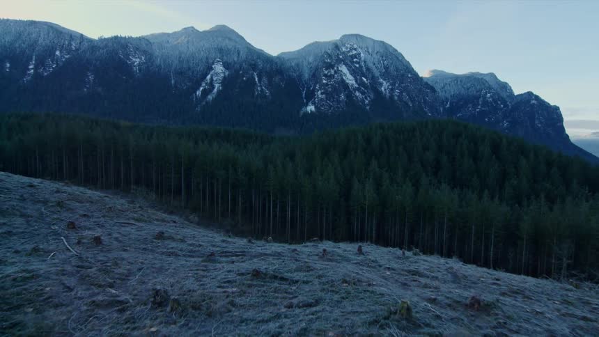 Trees cover the landscape at the foot of a mountain