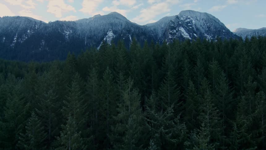 Trees tower at the foot of tall mountains