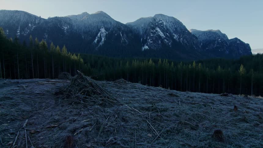 A burnt forest is surrounded by lush green woods