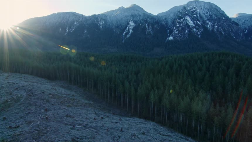 The tree line borders a burnt patch of forest