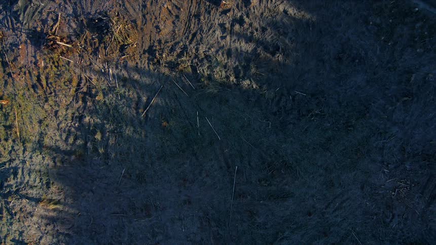 A burnt area of the forest