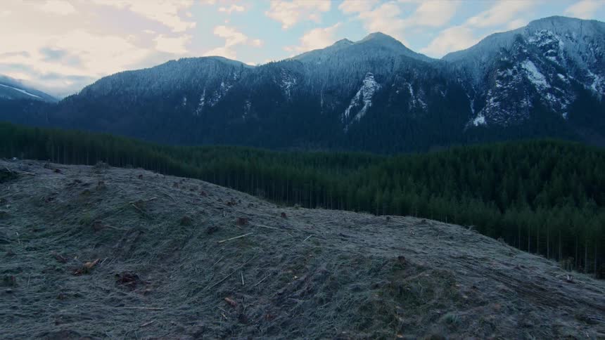 Thick trees near a snowy mountain