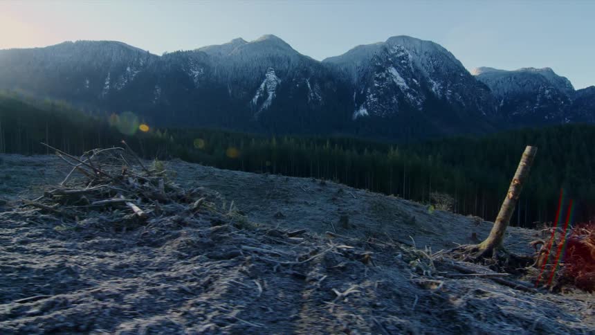 Mountains with snow on top near thick forest
