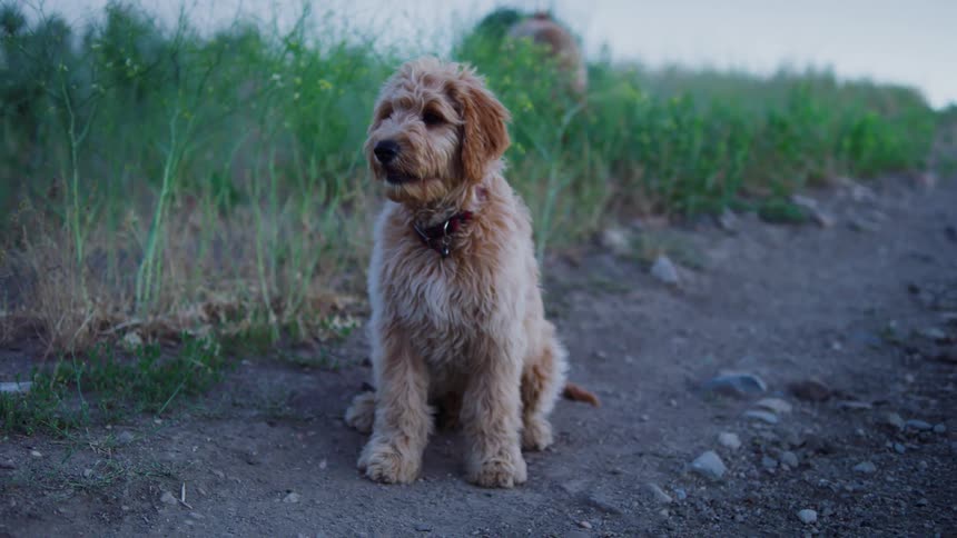 A dog is sitting on the trail waiting