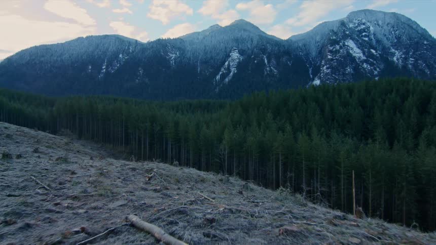 Thick forest near a snowy mountain