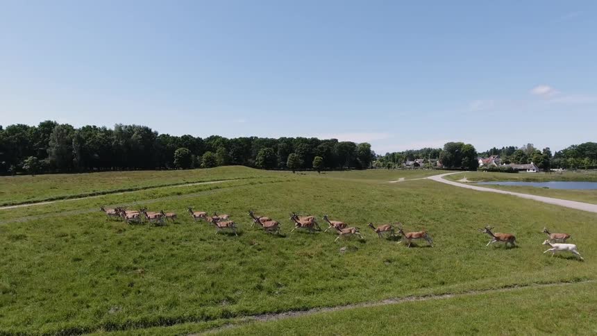A herd of deer run across a pathway during the day