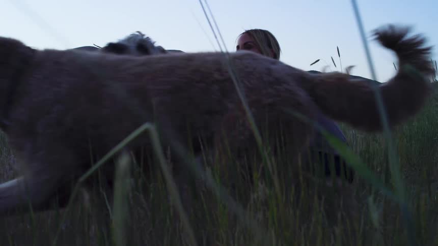 Woman in nature petting two dogs