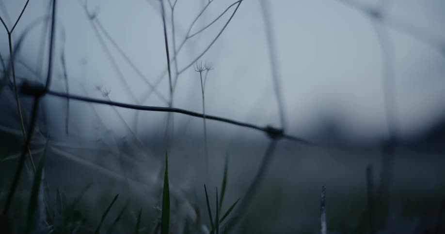 Barbed Wire fence covered in weeds on cloudy day in field