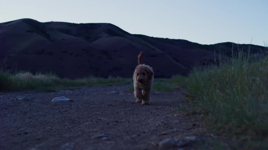 A fluffy dog is running down a dirt road
