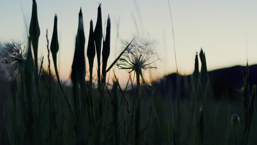 Tall grass is filmed at dusk