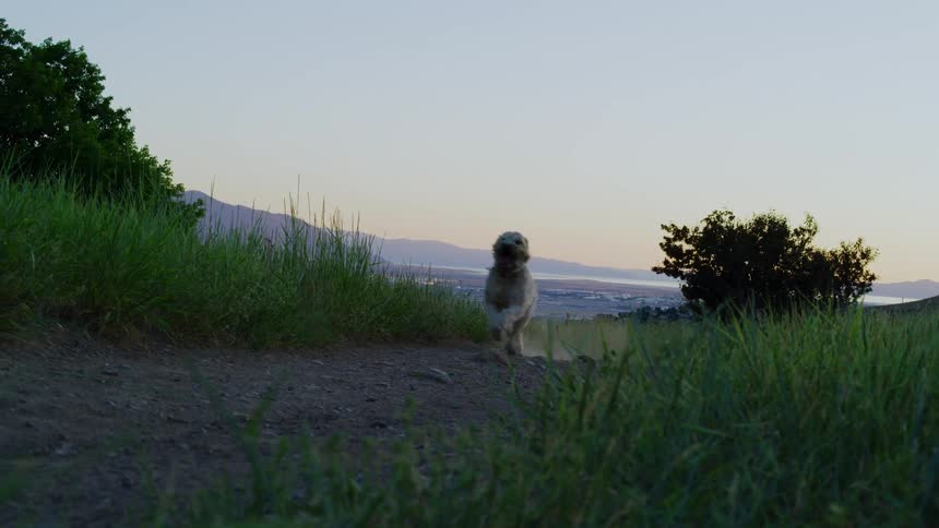 A dog is running full speed down a dirt road