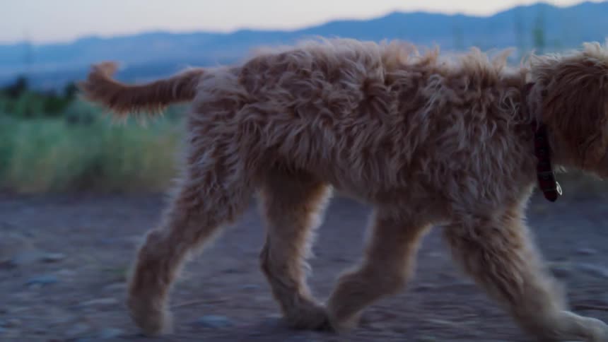 A dog is walking along a dirt path