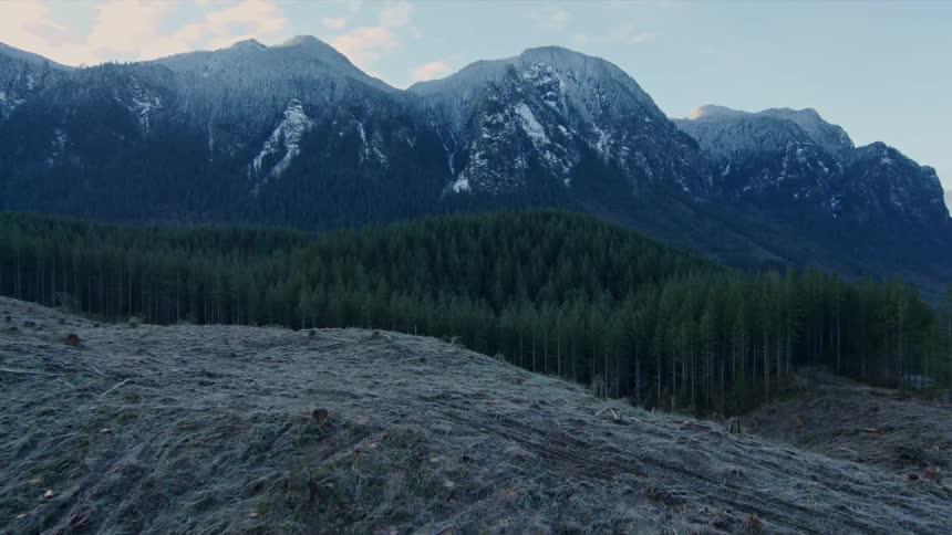 Trees cover the landscape at the foot of a mountain