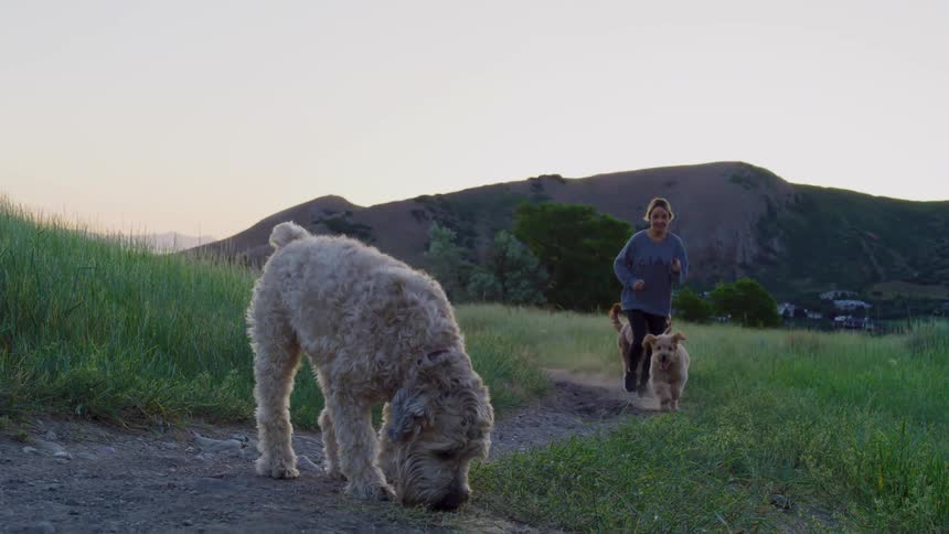 A woman is jogging on a path at dusk with her three dogs