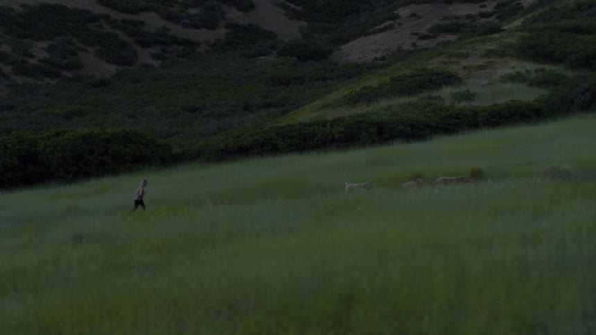 A woman is jogging with her dogs up a hillside at dusk