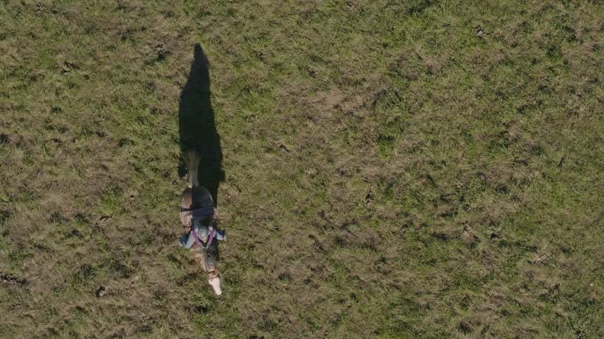 Person rides a horse around a field