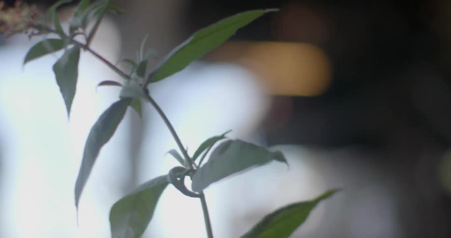 A close up of a plant