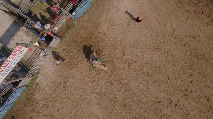 Man rides a bucking bronco in a rodeo